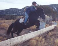 Jumping Icelandic Horses