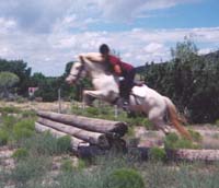 Jumping Icelandic Horses