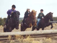 Jumping Icelandic Horses