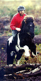 Jumping Icelandic Horses