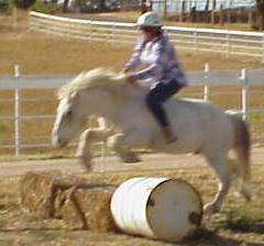 Jumping Icelandic Horses