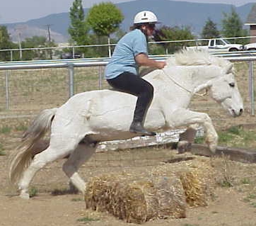 Jumping Icelandic Horses