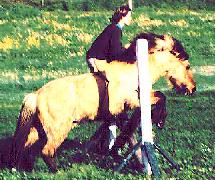 Jumping Icelandic Horses